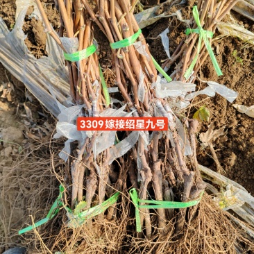 早熟新品种，绍星九号