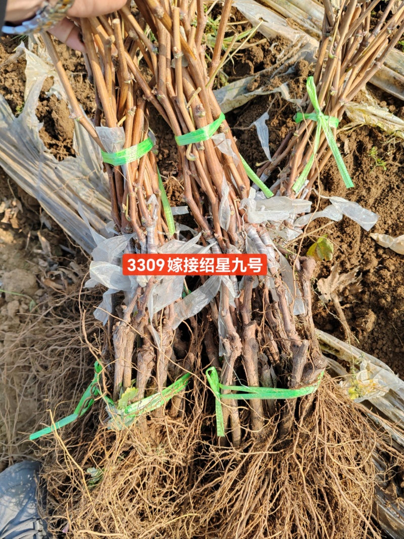 早熟新品种，绍星九号