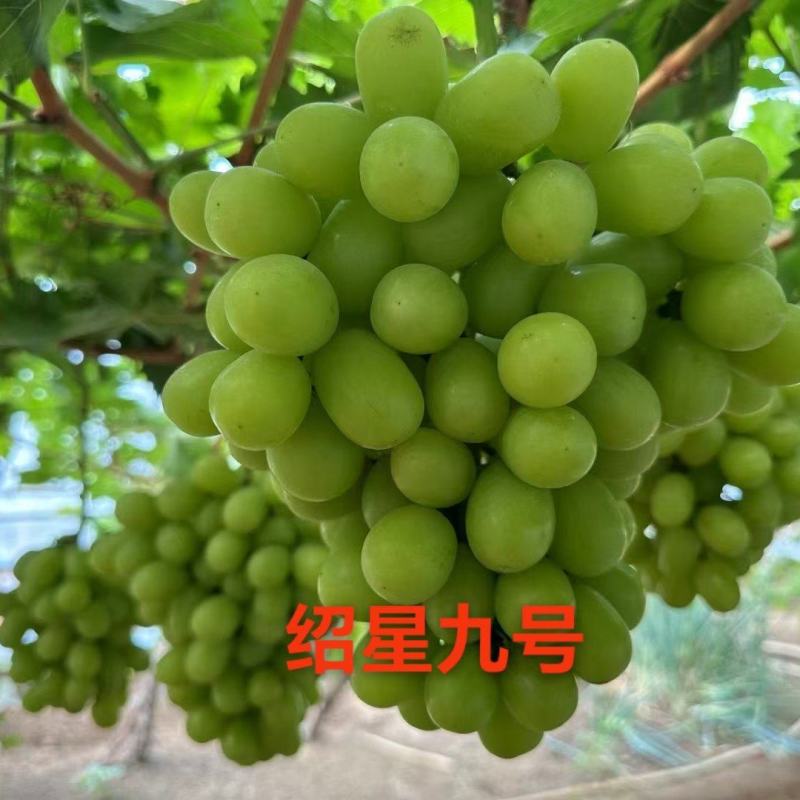早熟新品种，绍星九号