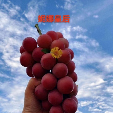 妮娜皇后葡萄苗，嫁接苗，晚熟品种，高端品质，口感好！