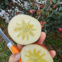云南昭通苹果，原产地代发代收，欢迎对接，实力代办
