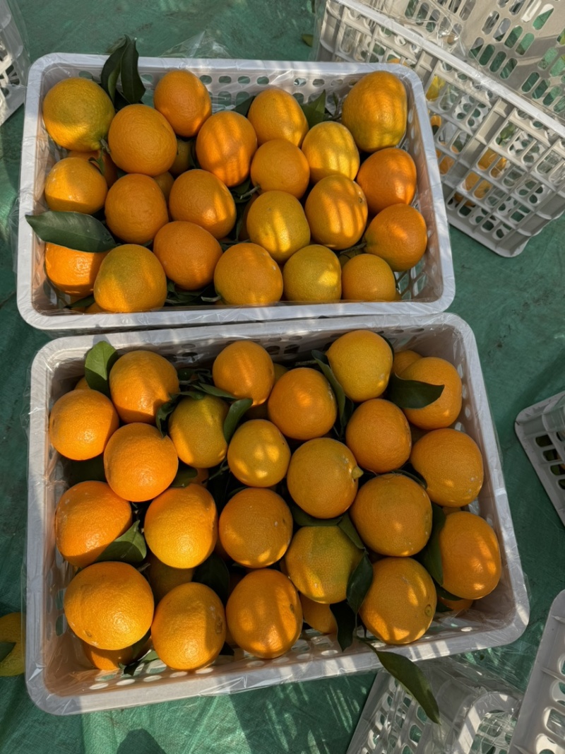爱媛38号鲜果釆摘