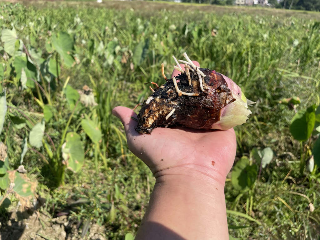 荔浦芋头实物图