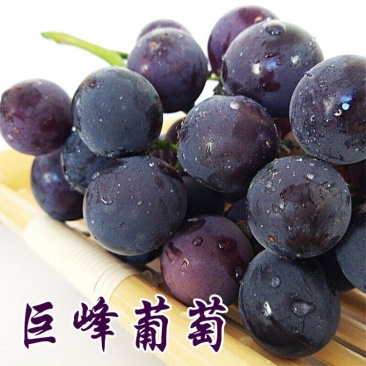 巨峰葡萄苗