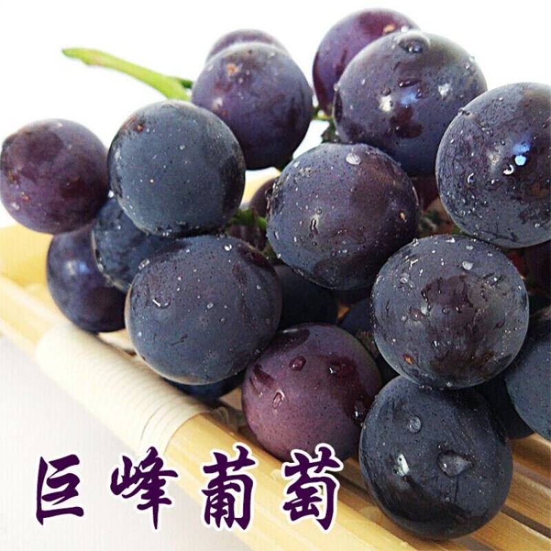 巨峰葡萄苗