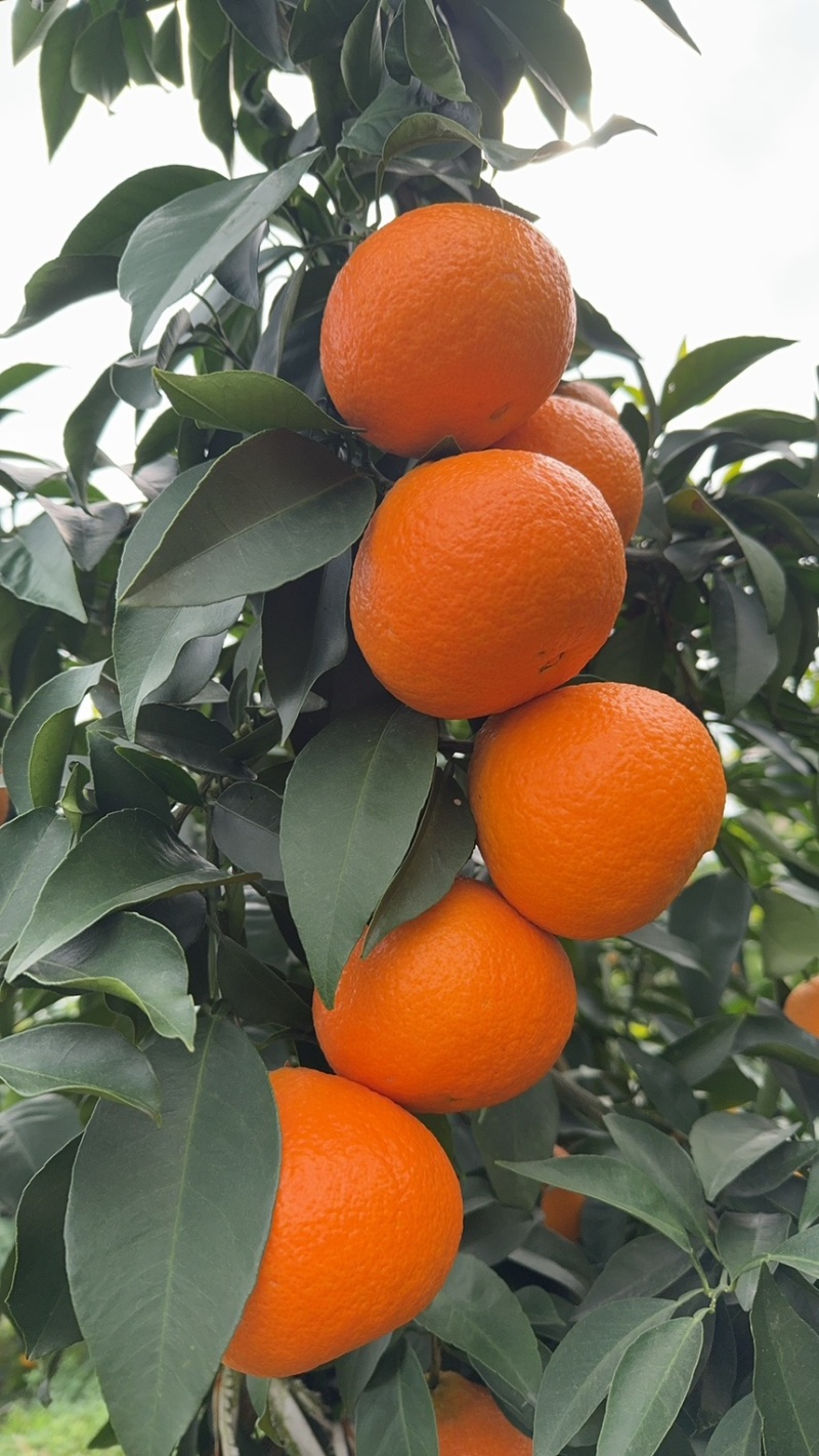 爱媛果冻橙批发果面干净细皮口感柔软香甜细腻欢迎新老顾客