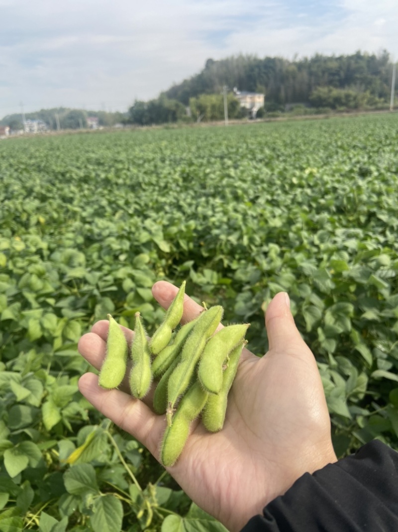 精品毛豆需要的联系
