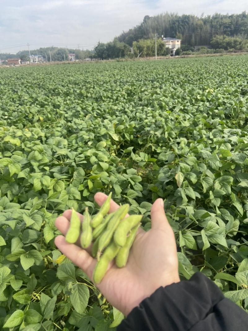精品毛豆需要的联系