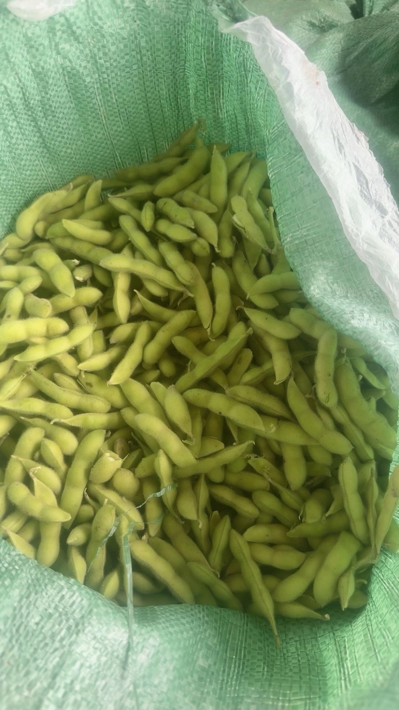 精品毛豆需要的联系