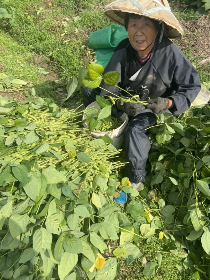 精品毛豆需要的联系