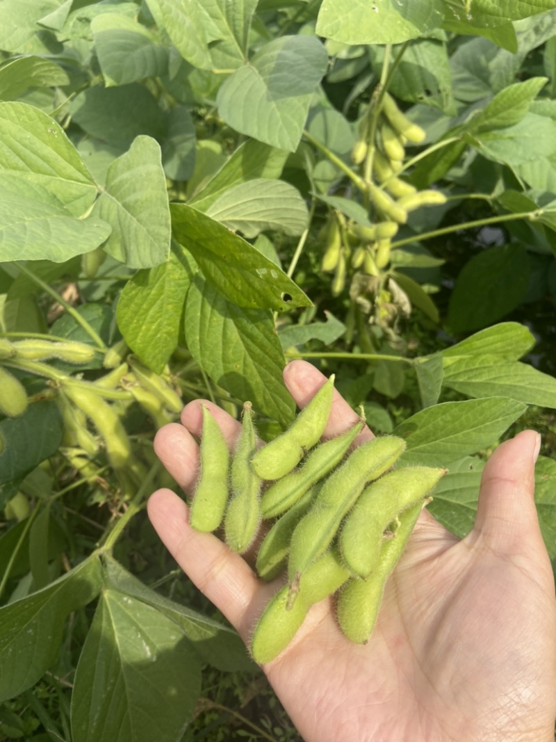 精品毛豆需要的联系