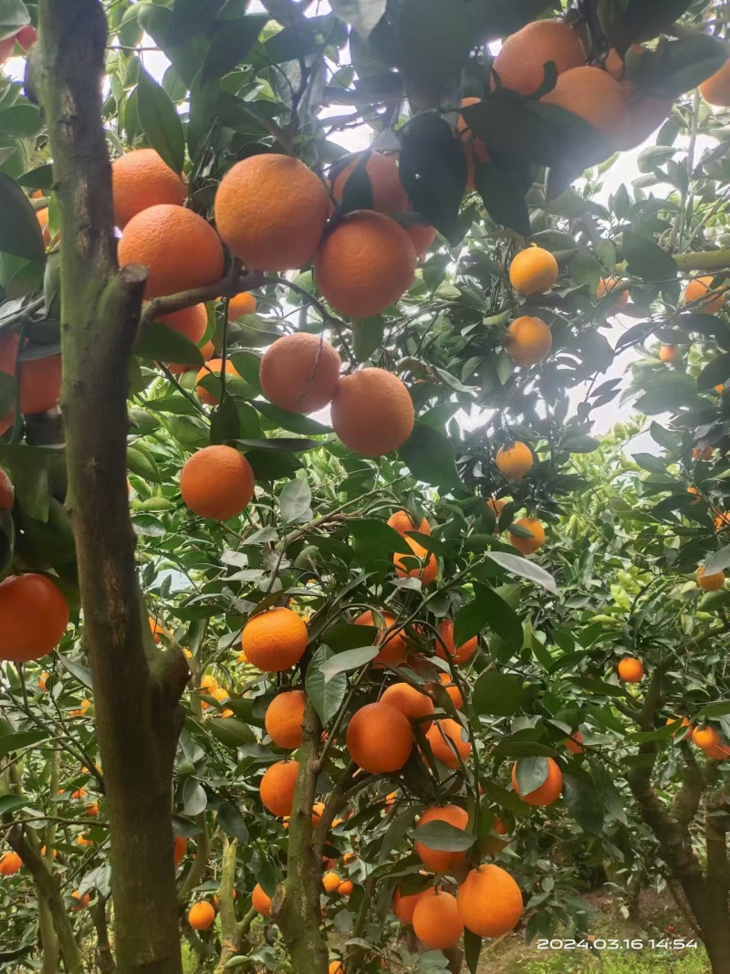 《九月红果冻橙》秭归脐橙/湖北脐橙（产地现摘常年供应）