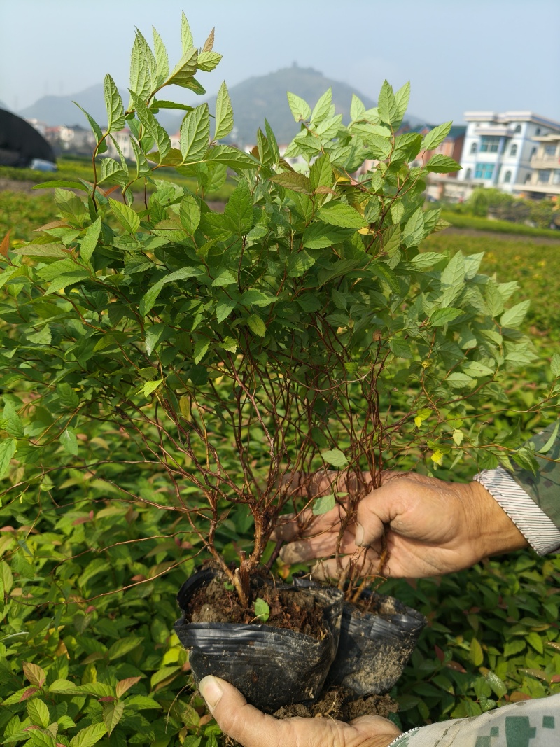 金焰绣线菊大杯，基地有量，价格优惠，欢迎来一亩田订购。