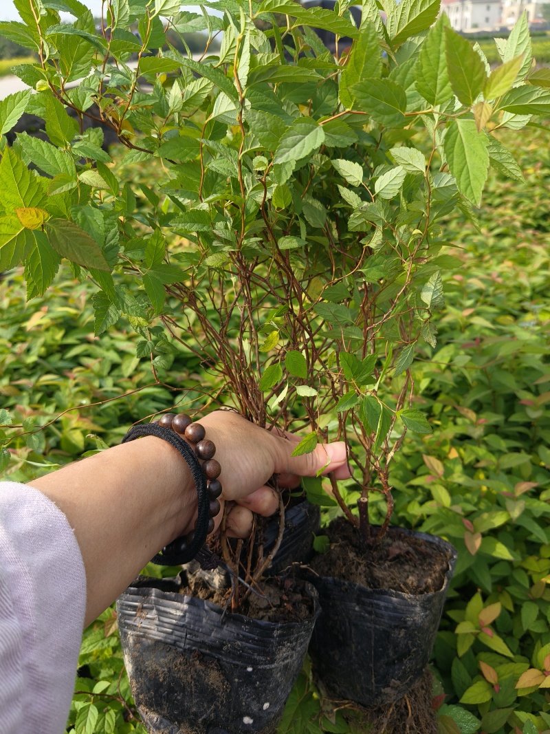 金焰绣线菊大杯，基地有量，价格优惠，欢迎来一亩田订购。