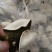 正品陈皮货源无忧无杂质健康选择