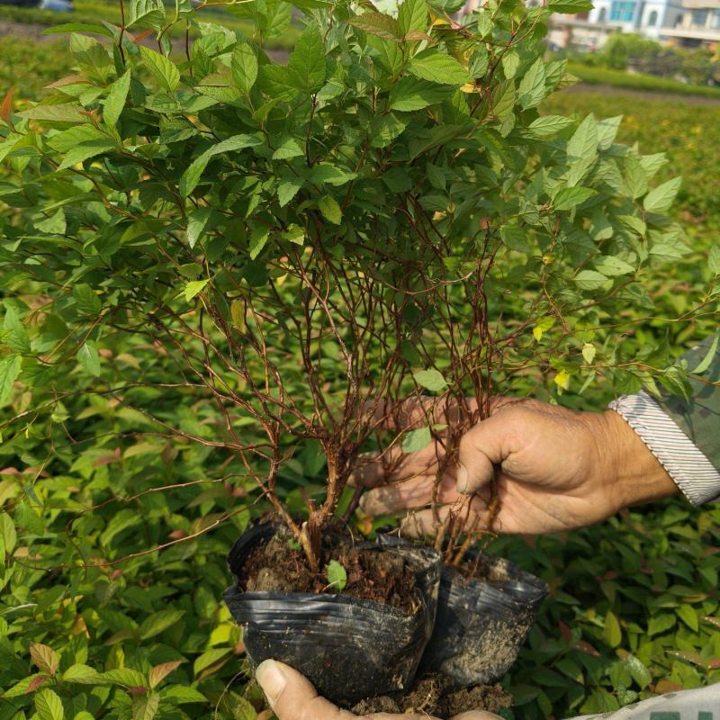 金焰绣线菊大杯，基地有量，价格优惠，欢迎来一亩田订购。