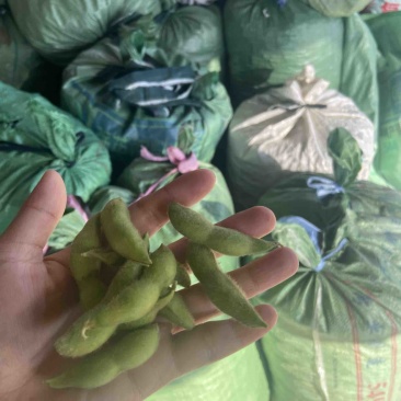精品毛豆需要的联系