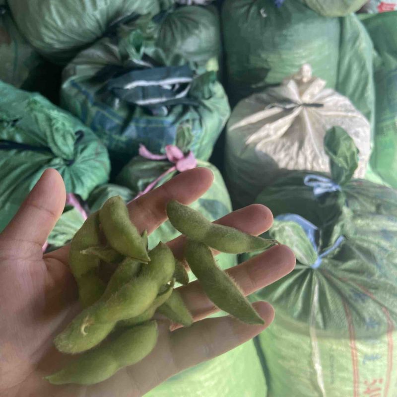 精品毛豆需要的联系