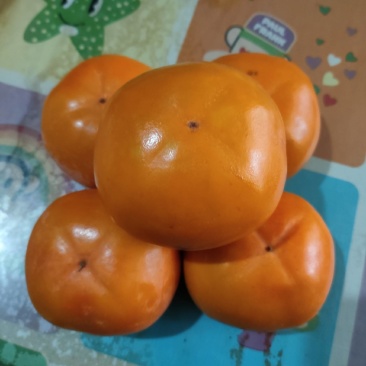 宝鸡扶风县阳丰甜柿子产业村