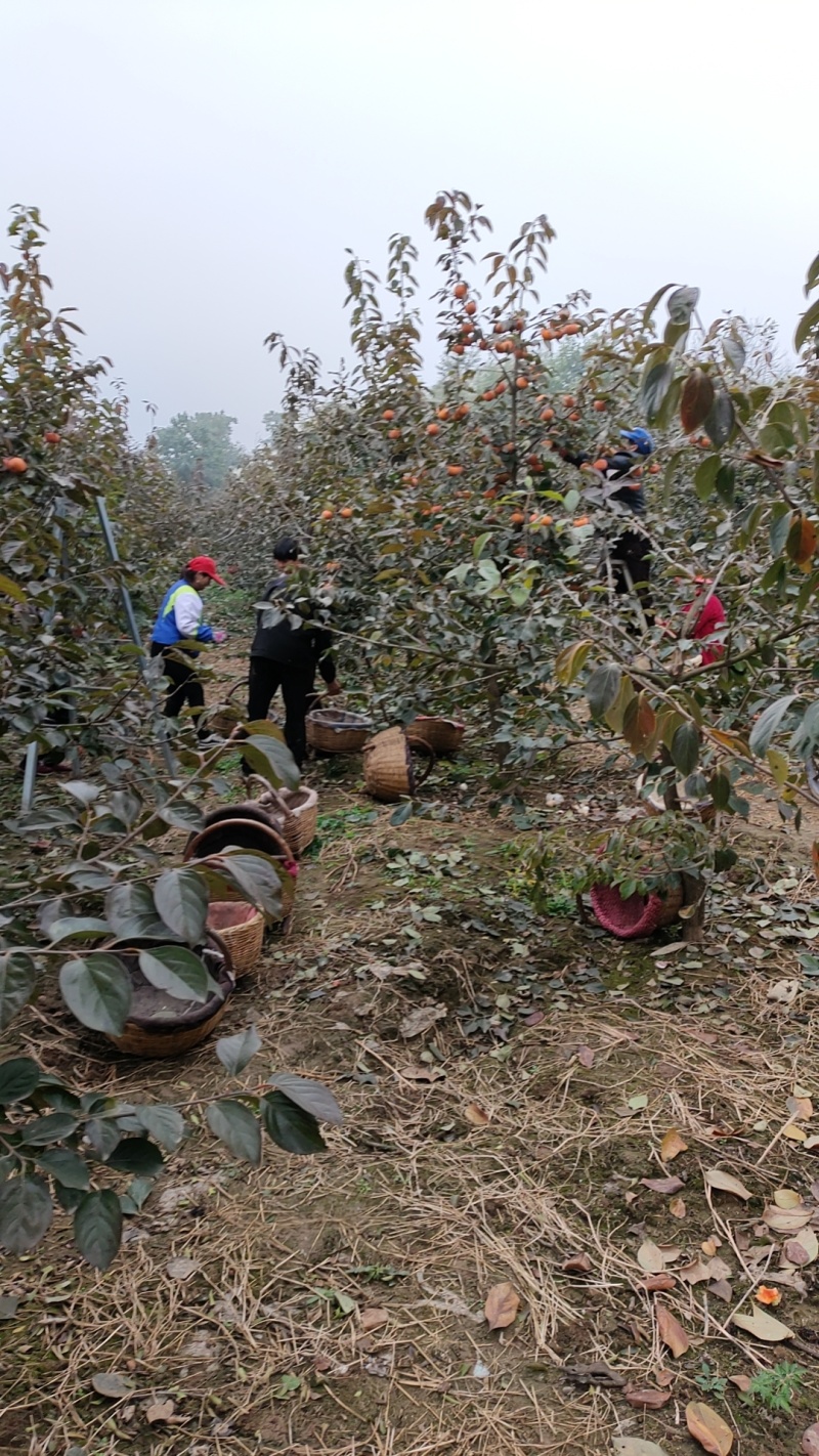 宝鸡扶风县阳丰甜柿子产业村