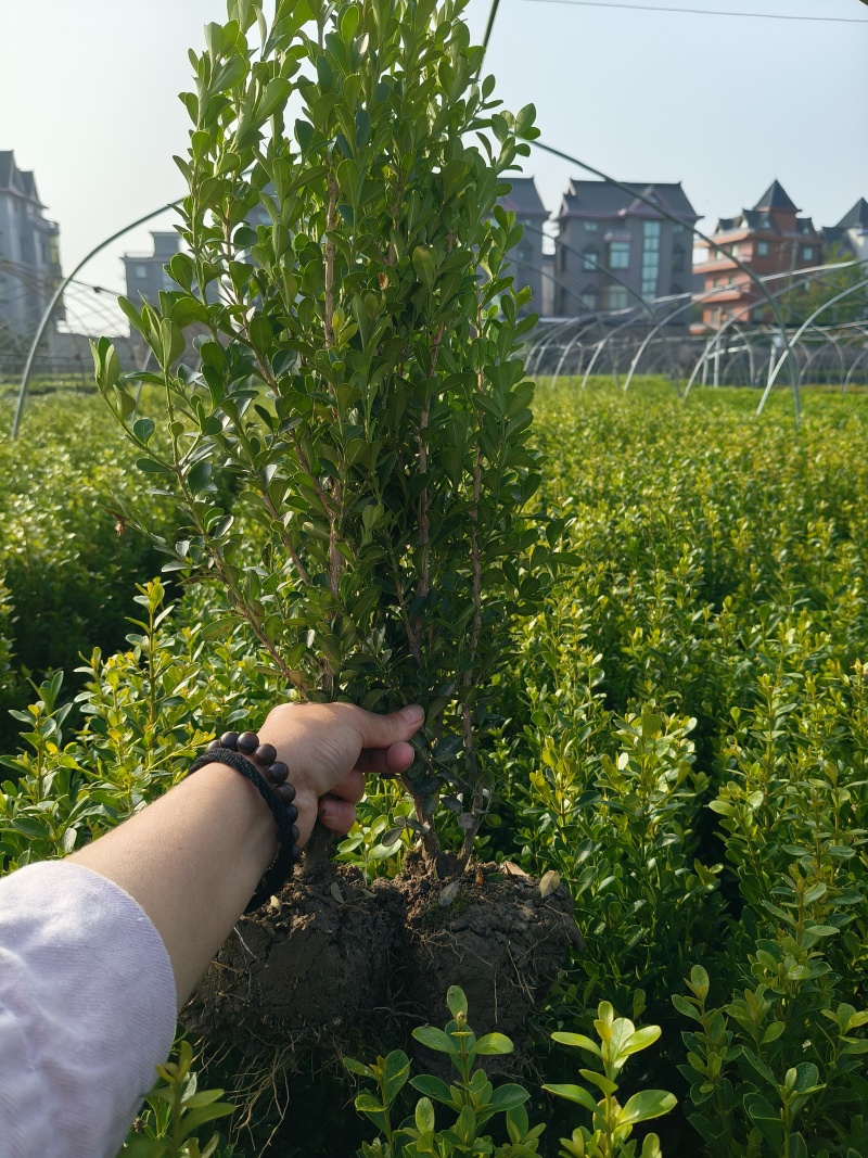 瓜子黄杨小毛球基地有量，价格优惠，欢迎来一亩田订购。