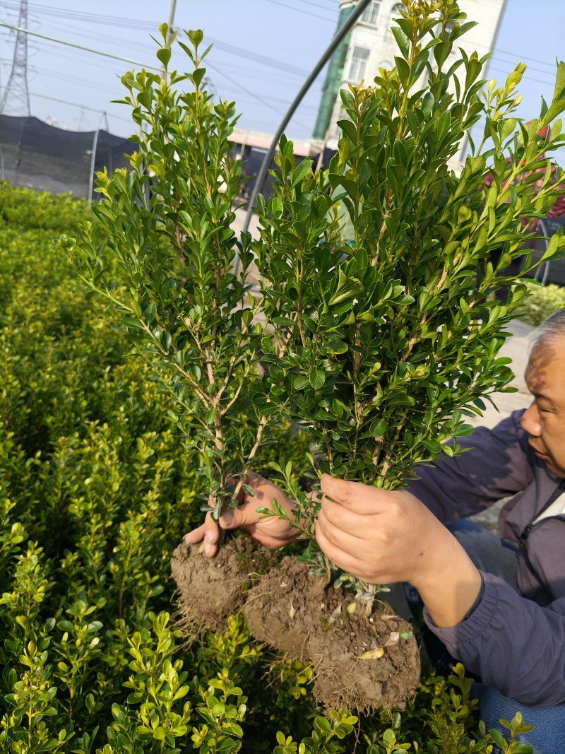 瓜子黄杨小毛球基地有量，价格优惠，欢迎来一亩田订购。
