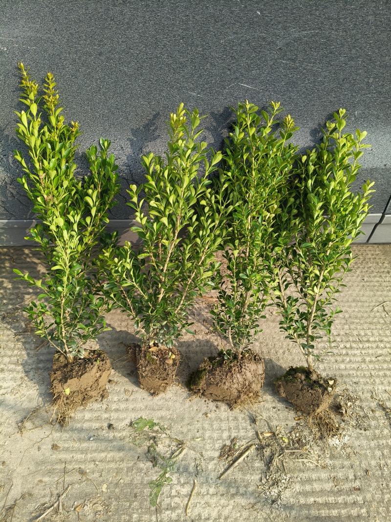 瓜子黄杨小毛球基地有量，价格优惠，欢迎来一亩田订购。