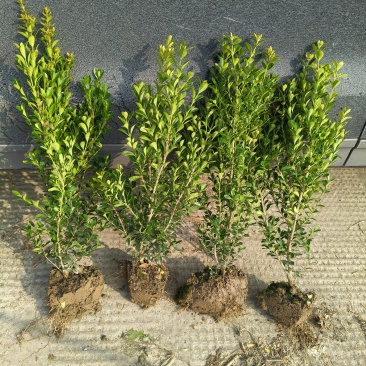 瓜子黄杨小毛球基地有量，价格优惠，欢迎来一亩田订购。