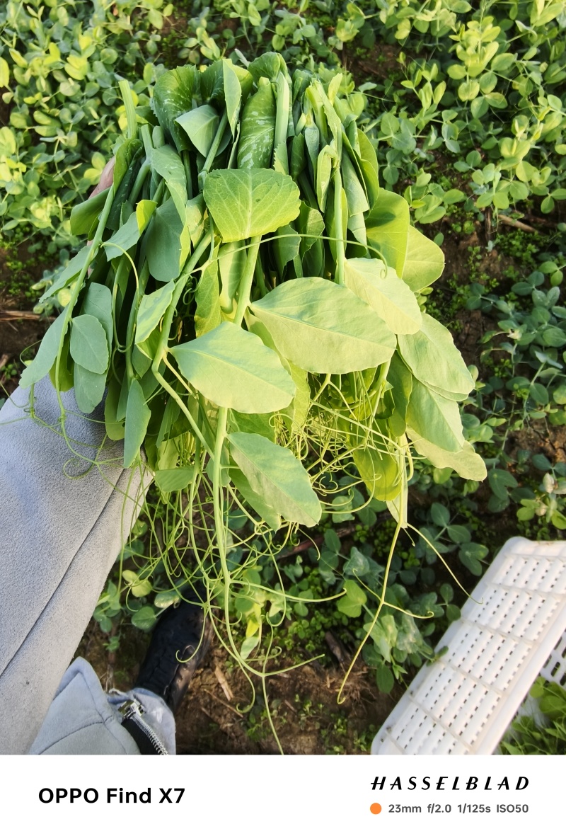 优质豌豆尖批发商