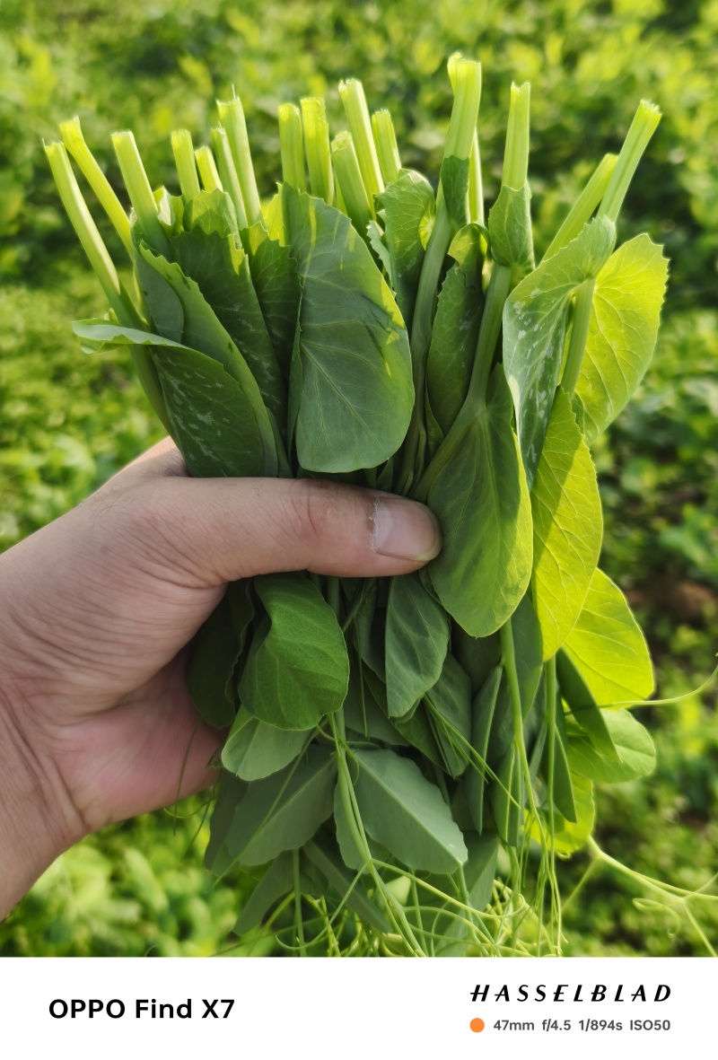 优质豌豆尖批发商