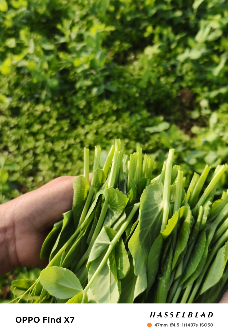 优质豌豆尖批发商