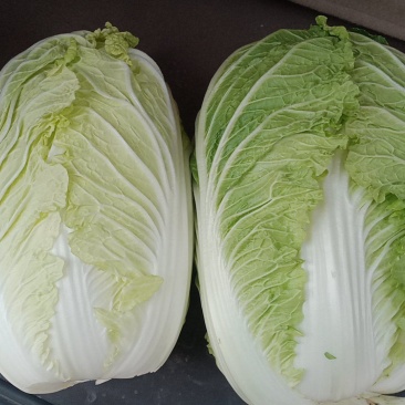 精品大白菜