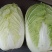 精品大白菜