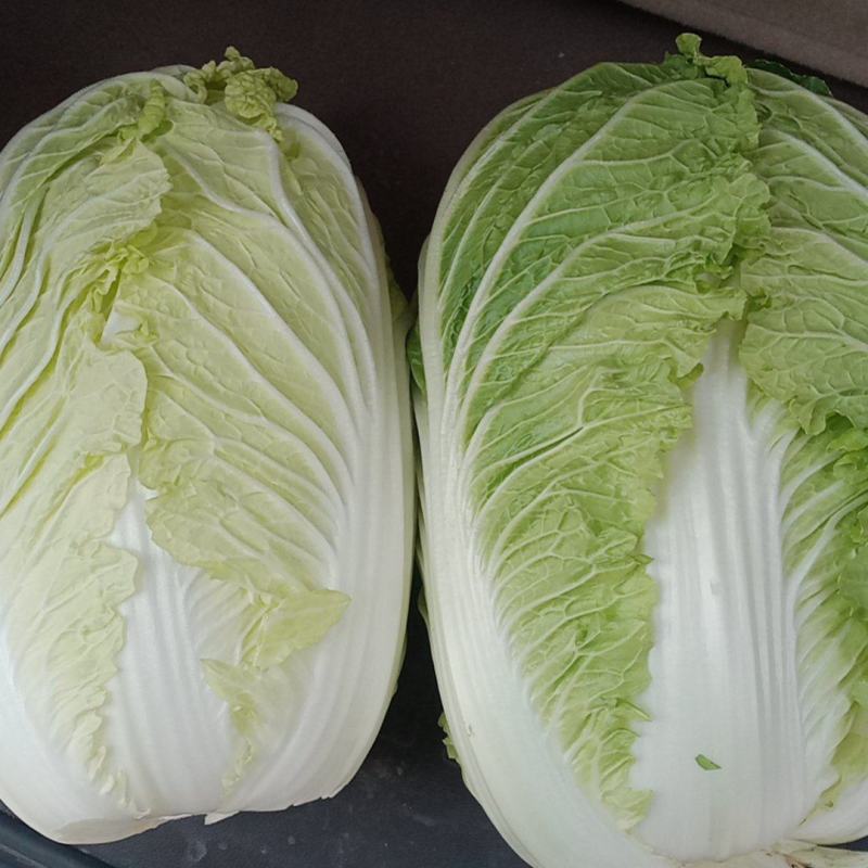 精品大白菜