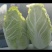 精品大白菜