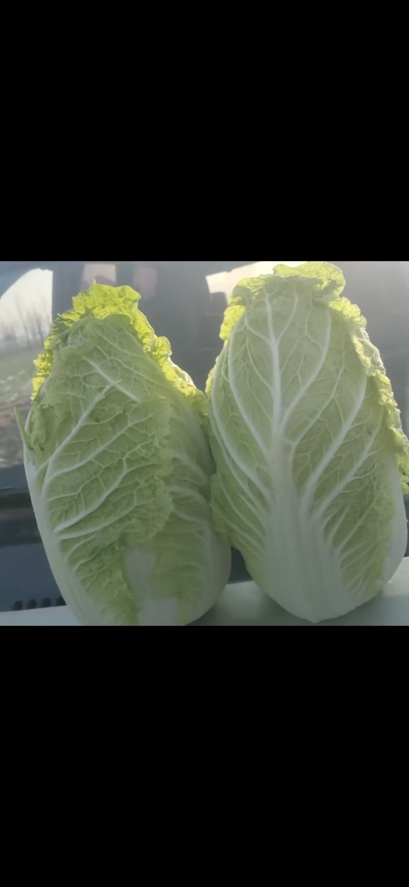 精品大白菜