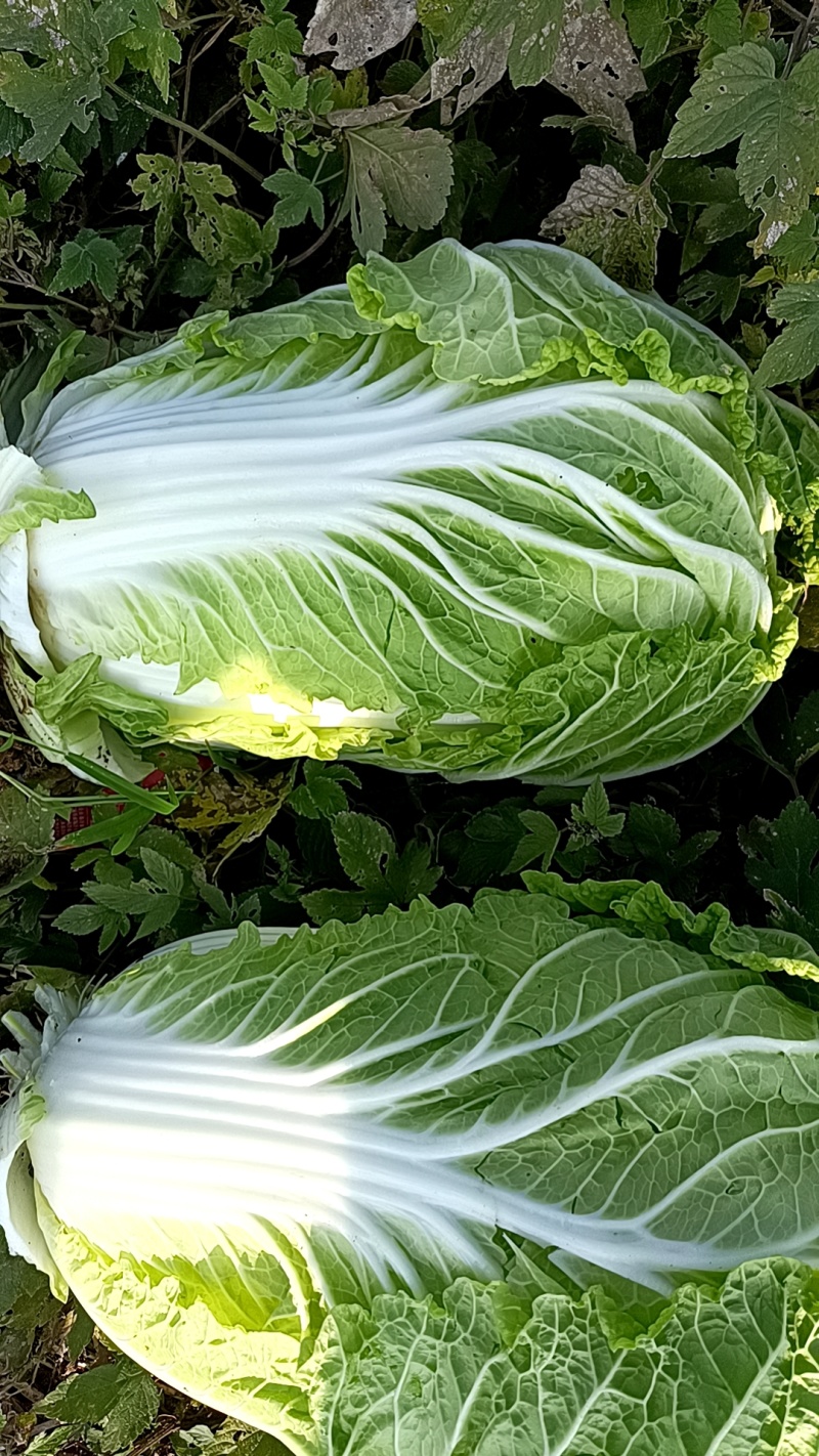 精品大白菜