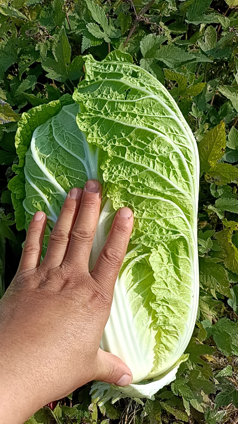 精品大白菜