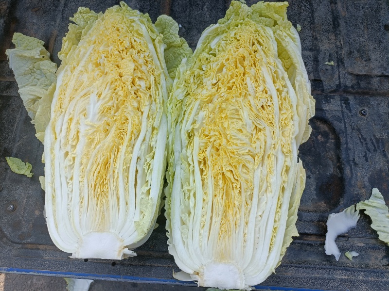 精品大白菜