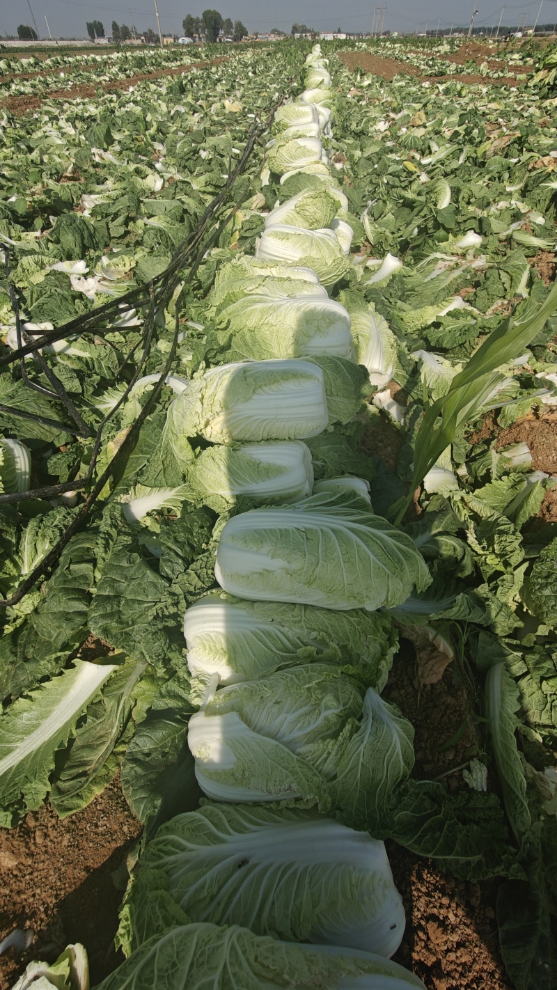 优质山东泰安大白菜一手货源