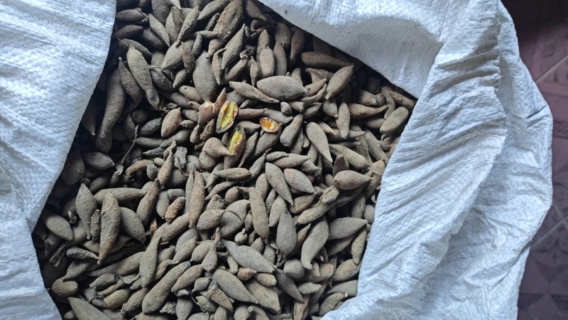 黄丝郁金统货，自产自销，