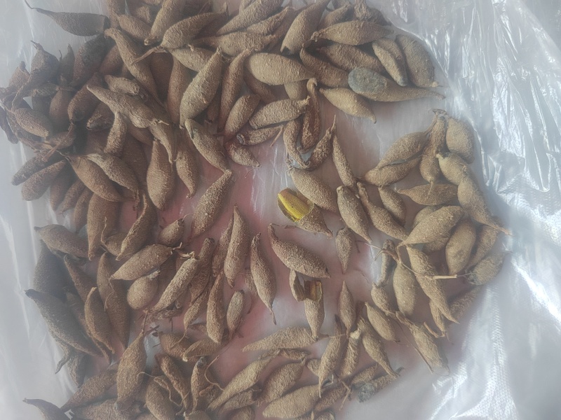 黄丝郁金统货，自产自销，