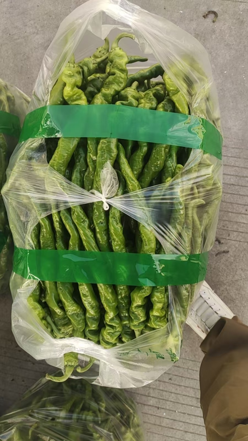 西昌螺丝椒大量上市，
