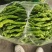 西昌螺丝椒大量上市，