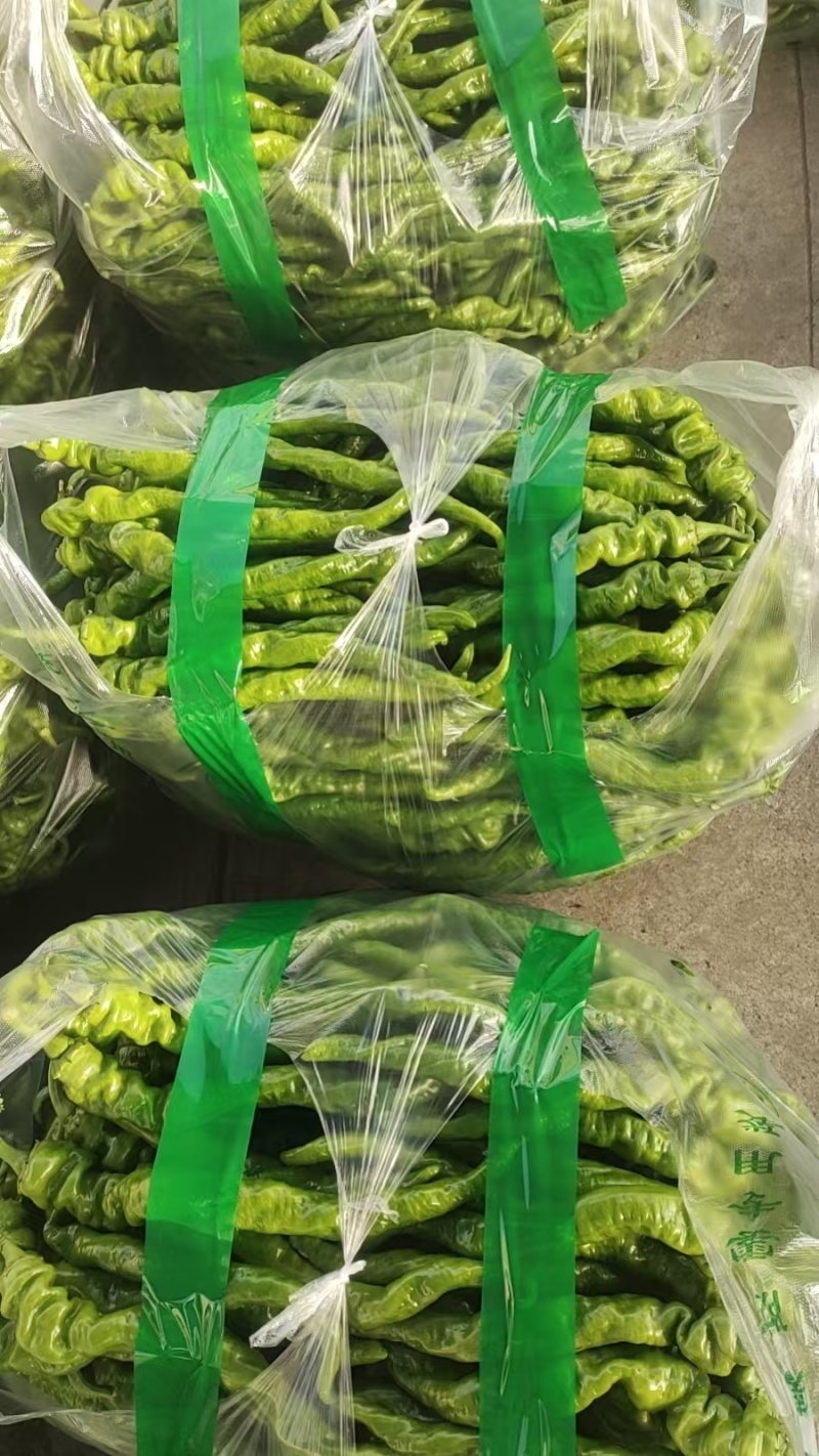 西昌螺丝椒大量上市，