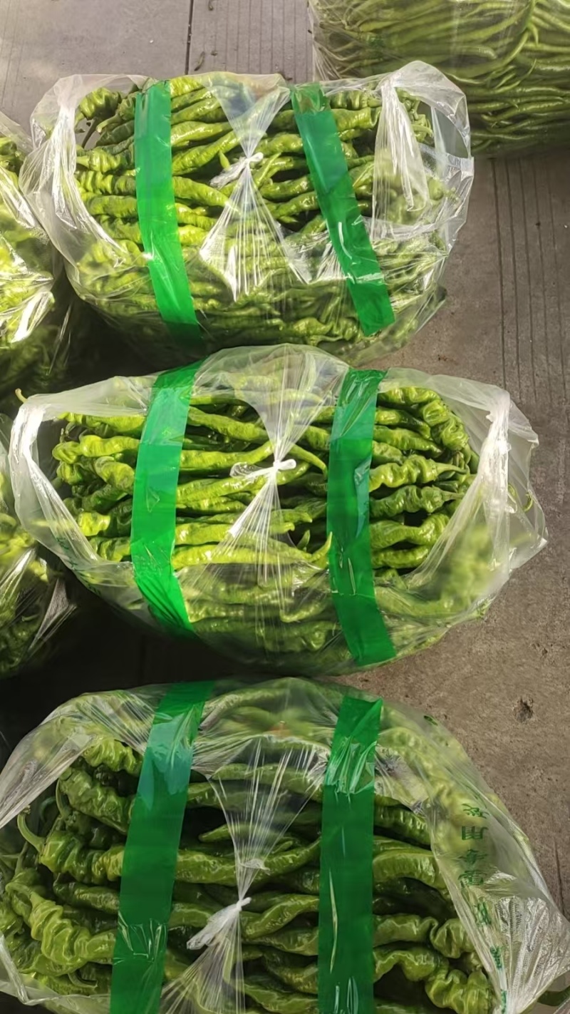 西昌螺丝椒大量上市，