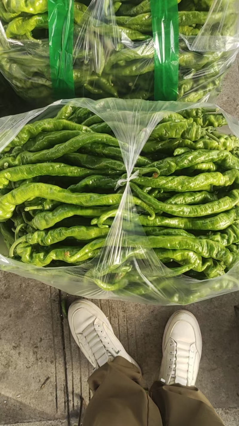西昌螺丝椒大量上市，
