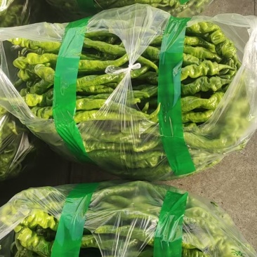 西昌螺丝椒大量上市，