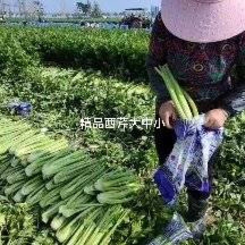 精品西芹