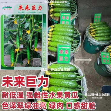 未来巨力黄瓜种子强雌油亮水果黄瓜种子甜脆绿肉耐低温黄瓜